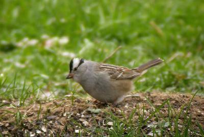 White-crowned Sparrow gambelli, Westport, -pb.jpg