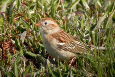 E. Field Sparrow, Westport, copy-pb.jpg