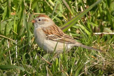 W. Field Sparrow, Westport,  copy-pb.jpg