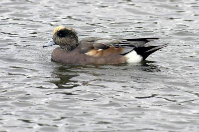 Am. Wigeon 2 Sull. Pond.jpg
