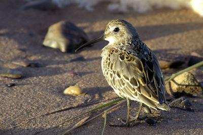 Dunlin Grand Pre.jpg