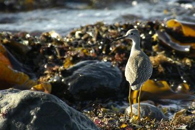 Lr. Yellowlegs 2 Brier.jpg