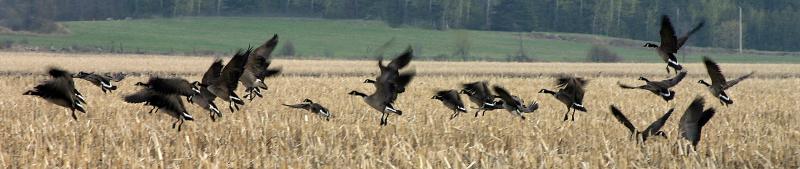 [May 5th] Annoyed Geese