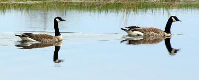 [May 8th] Reflecting geese