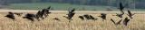 [May 5th] Annoyed Geese