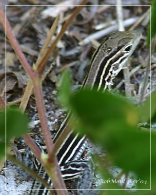 Six Lined Racerunner