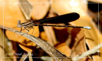 Variable Dancer-Atra ssp.