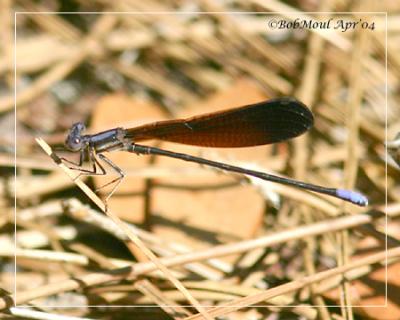 Variable Dancer-atra ssp.