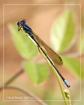 Variable Dancer-Atra ssp..