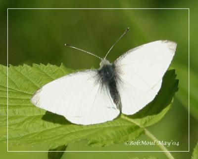 Cabbage White Immaculata Form