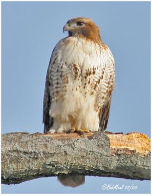 Red-tailed Hawk