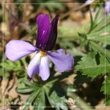 Birdfoot  Violet