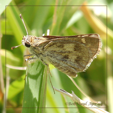 Whirlabout Skipper Female