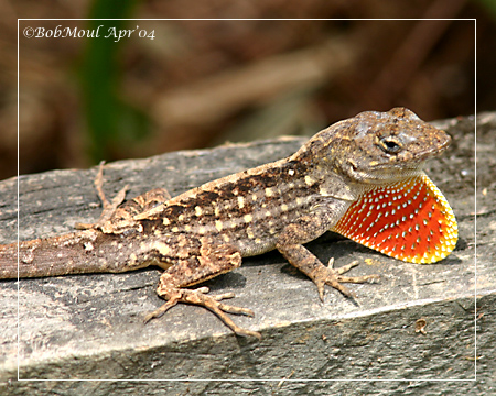 Brown Anole displaying Dewlap