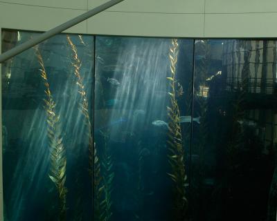 Sun Streaks in Main Aquarium