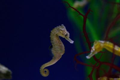 Sea Horses