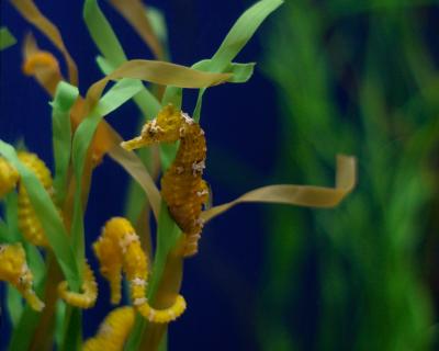 Aquarium of the Pacific