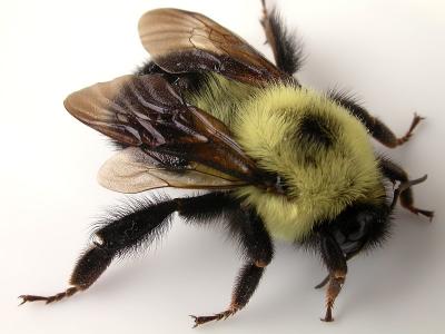 Bumble Bee Side.jpg