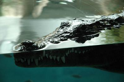 Krokodil im Basler Zoo