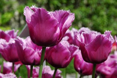 Tulpen im Schlossgarten