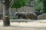 Elefanten im Basler Zoo