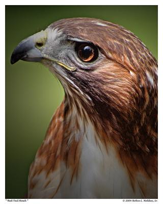  Red Tail Hawk