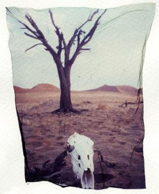 skull and tree