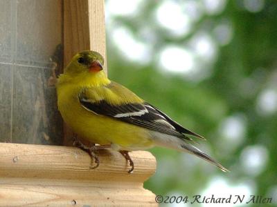 American Goldfinch (female)