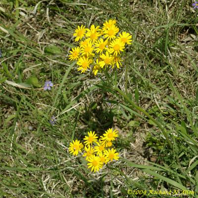 Prairie Ragwort