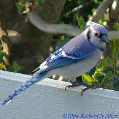 Blue Jay