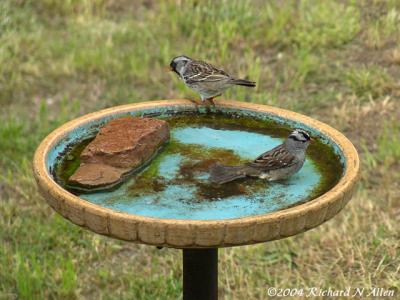 Sparrow cousins