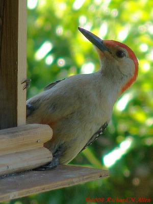 Northern Red-Bellied Woodpecker (male)