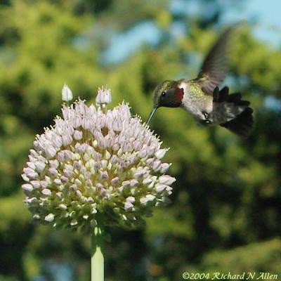 Male
