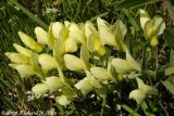 Long-bracted Wild Indigo