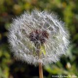 Common Dandelion