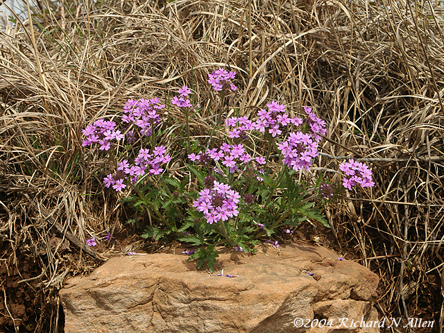 Rose Verbena