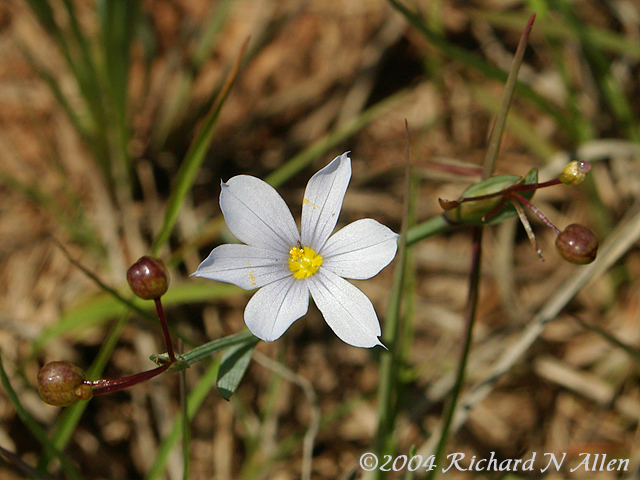 Blue-eyed Grass