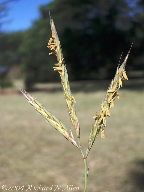 Big Bluestem