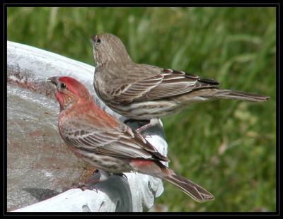 JPG SB Finch Pair P4306516.jpg