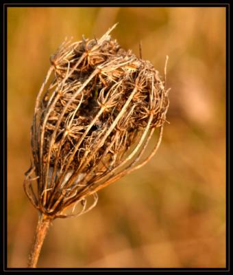 JPG 2SB Dried Weed DSC_2614.jpg
