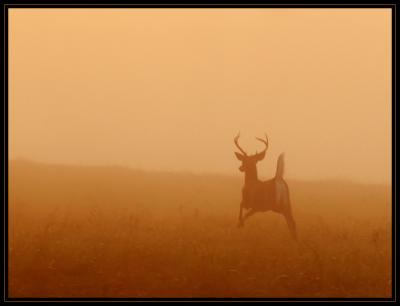 JPG SB2 Buck Fog Run DSC_2699.jpg