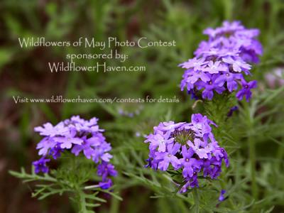 Wildflowers of May Photo Contest