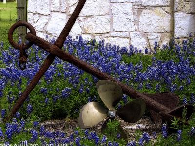 Anchor in Bluebonnets