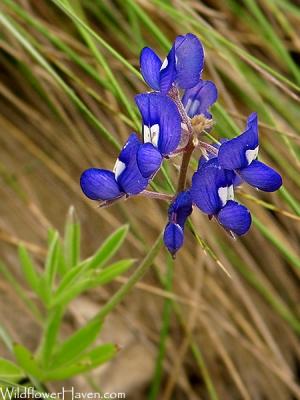 Bluebonnet in the Grass