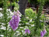 Foxglove - Wildseed Farms