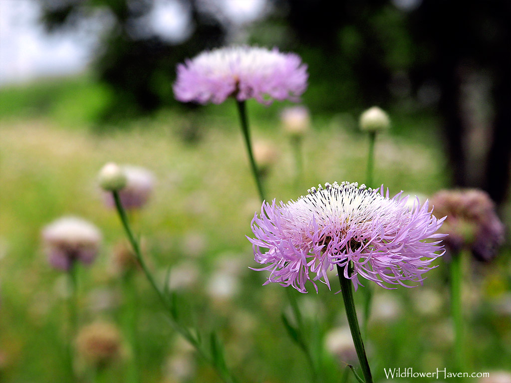Basketflower - WP1024x768-107