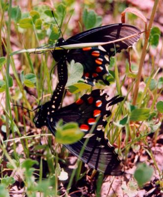 Black Swallowtails Mating in Spring EN CR tb0502.jpg