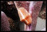 Flamingo Tongue