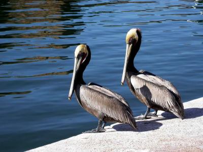 Dos-Pelicanos