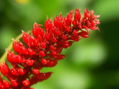 Butiful red flower